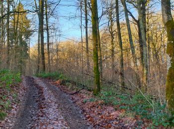 Tour Wandern Couvin - Balade à Petigny - Photo