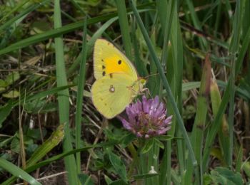 Randonnée A pied Unsere Liebe Frau im Walde-St. Felix - Senale-San Felice - IT-9 - Photo