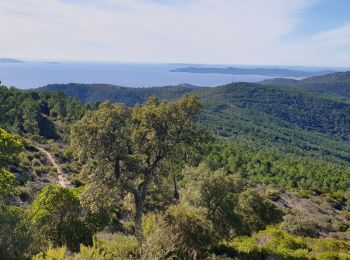 Randonnée Trail Cavalaire-sur-Mer - cavalaire, le dattier par les DFCI - Photo