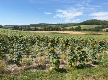 Excursión Senderismo Cahors - Étape Cahors Lascabannes  - Photo