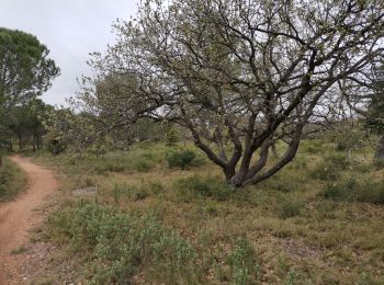 Tocht Stappen Vitrolles - Plateau de Vitrolles-Tour du Pouchon - Photo