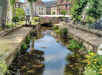 Tour Wandern Kolmar -  TREK ALSACIEN (balade découverte de Colmar)  - Photo