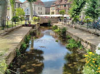 Tocht Stappen Colmar -  TREK ALSACIEN (balade découverte de Colmar)  - Photo