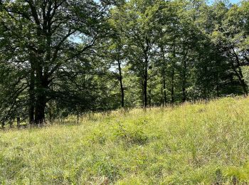 Excursión A pie Laab im Walde - Wanderweg 1 (Laab im Walde) - Photo