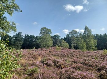 Trail On foot Waverley - Heathland Hike - Photo