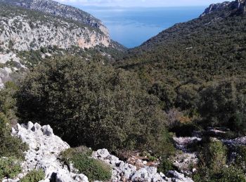 Excursión Senderismo Baunei - su porteddu punta salinas - Photo