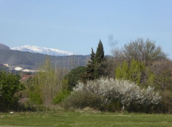 Randonnée Marche Llupia - Romarins Tour de Thuir - Photo