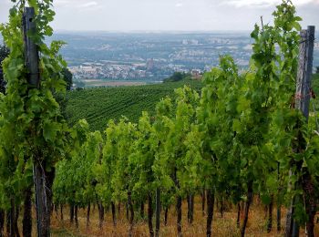 Tocht Te voet Weinstadt - Wanderweg Aichwald 1 - Photo