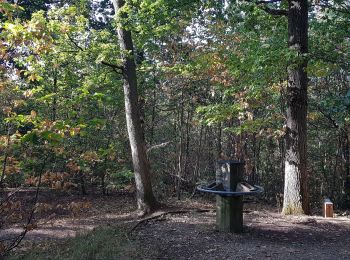 Percorso Camminata nordica Verrières-le-Buisson - Le Bois de Verriéres 4 - Photo