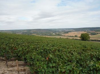 Trail Walking Château-Thierry - Château Thierry par Brasles du 03/09/2020 - Photo