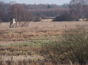 Tour Zu Fuß Eldingen - Südheide 'Kühe in Halbtrauer' W21m (mittlere Tour) - Photo