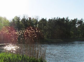 Tocht Te voet  - Sandglöckchenweg - Photo