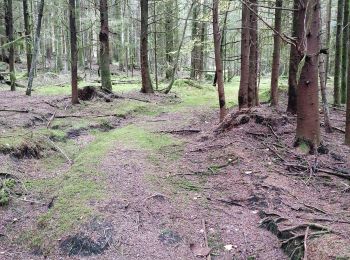 Randonnée Geocaching La Bourgonce - cepes - Photo