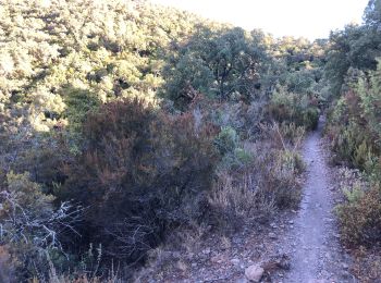 Tour Mountainbike Collobrières - Cretofeu - Photo