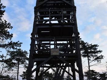 Tour Zu Fuß Vonyarcvashegy - Darnay-Dornyai Béla emléktúra (Kilátótúra) - Photo