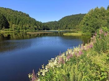 Trail Mountain bike Gérardmer - Gérardmer La Bresse Le Honneck AR - Photo