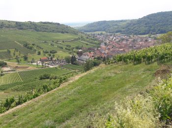 Tour Wandern Orschweier - Bollenberg - Photo