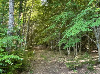 Tocht Stappen Beaumont-du-Lac - Tour de l’ Île de Vassivière et presqu’île  - Photo