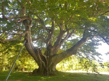 Tour Wandern Sorèze - 29-5-22-soreze - Photo