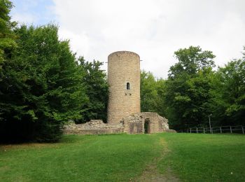 Trail On foot Bad Soden-Salmünster - Spessartspuren - Bad Sodener Waldgeflüster - Photo