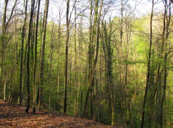 Randonnée Marche Saint-Étienne-Roilaye - en forêt de Compiègne_27_la Tournante sur la Côte de Roilaye - Photo