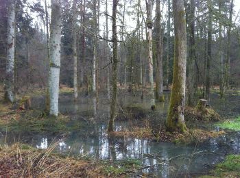 Trail On foot Murgenthal - Langholz - Ob. Sennhof - Photo