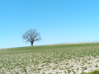 Randonnée Vélo électrique Molières - MOLIÈRES 04042024 - Photo