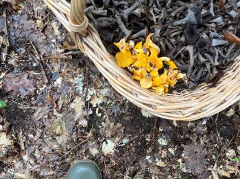 Tour Wandern Hermeray - Champignons Guipereux 25/9/2024 - Photo