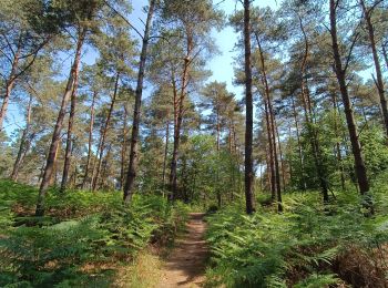 Excursión Senderismo Coye-la-Forêt - Boucle Forêt de Coye - Photo