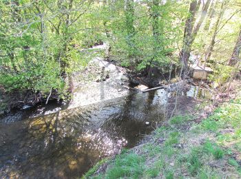 Excursión A pie Oberelsbach - Rhön-Rundweg 7 Oberelsbach 