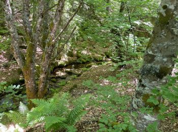 Percorso Marcia Dourbies - Le lac des Pises - Photo