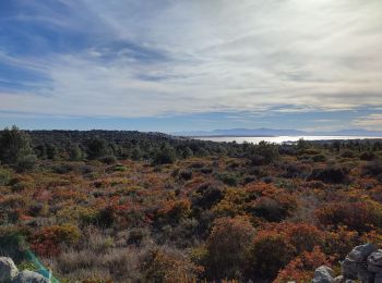 Trail Walking Leucate - Leucate La Franqui jusqu'au Phare - Photo