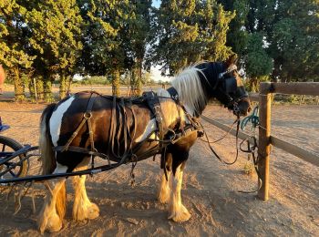 Tour Kutsche fahren Avignon - Terrain - Photo