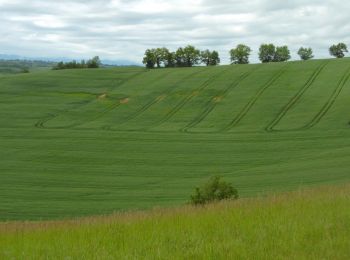 Randonnée Marche Frontignan-Savès - Coteaux du Comminges - Photo