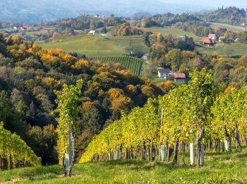 Tocht Te voet Leutschach an der Weinstraße - Glanzer Weintour - Photo