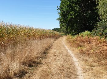 Tocht Stappen Huldenberg - Wolfsbos - Photo