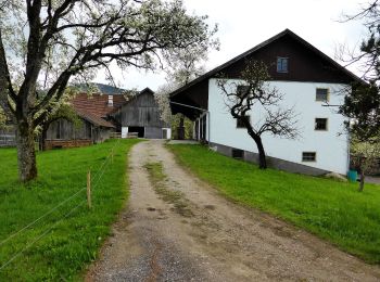 Percorso A piedi Thalgau - Große Plaike - Photo