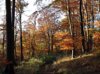 Tour Zu Fuß Römhild - Wanderroute II im Gleichberggebiet - Photo