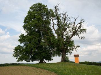 Tour Zu Fuß Sankt Stefan im Rosental - Zur Waldschule/Erlebnispfad - Photo