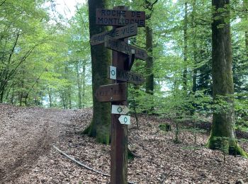 Trail Walking Saint-Nabord - Saint-Nabord - Photo