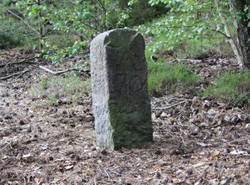 Randonnée A pied Gräfenhainichen - Heidekammweg - Photo