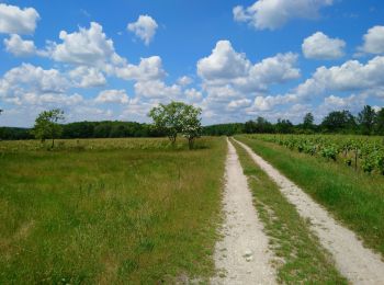 Tocht Stappen Azay-le-Rideau - Azay-le-Rideau - l'Islette - 17km 220m 4h05 (20mn) - 2021 06 12 - Photo