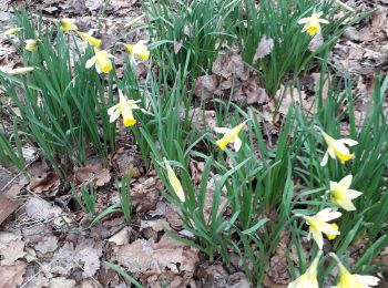 Tocht Stappen Harcy - harcy jonquilles  bruno - Photo