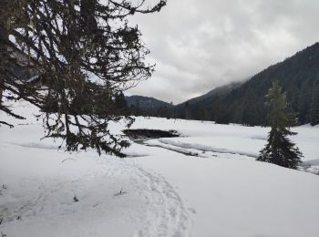 Percorso Racchette da neve Fillière - 21 février 2020 plateau des Glieres - Photo