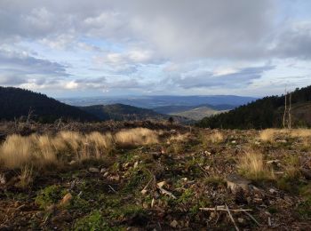 Tour Wandern Le Bessat - La Scie Du Bost - Photo