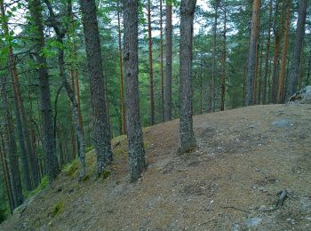 Trail On foot Saarijärvi - Kulhanvuoren luontopolku - Photo