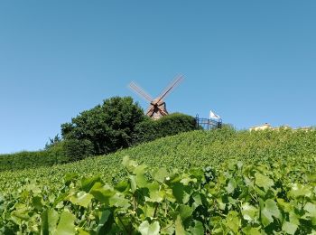 Randonnée Marche Trépail - Trépail du 12 Juin 2022 - Photo