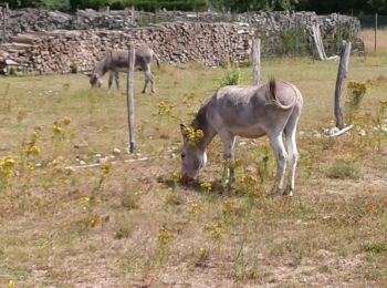 Trail Walking Maraye-en-Othe - Maraye (11+13km) le 21/07/2020 - Photo