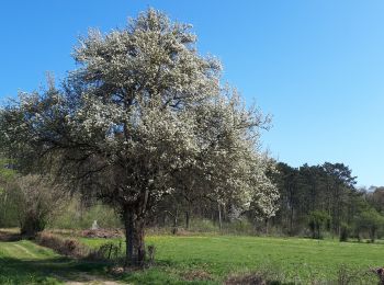 Tour Zu Fuß Wellin - Wellin, A la découverte de la Calestienne - Photo