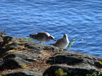 Tocht Te voet  - Rämåna - Kalvudden - Hedene - Photo